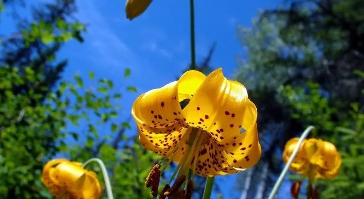 Франшиза Etoile Flora - стабилизированные растения